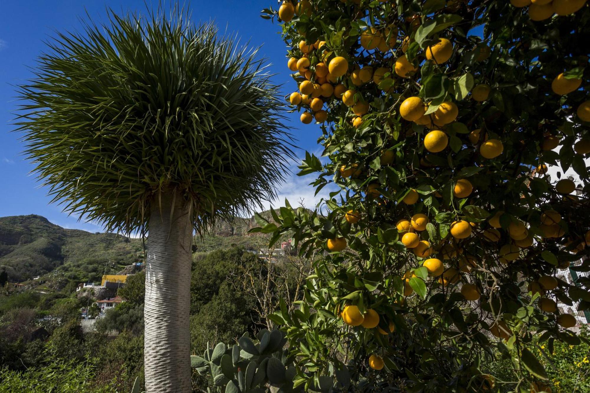 Casa Rural La Escalerilla Teror Eksteriør billede